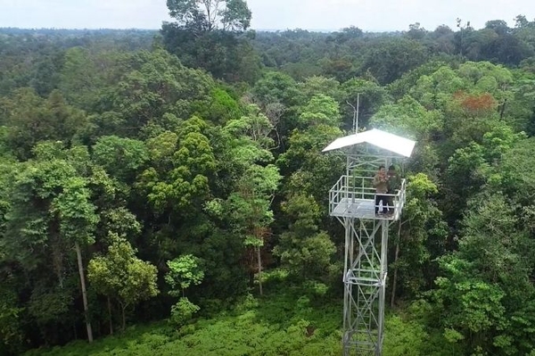 Abwehr von Waldbränden im Regenwald Neuer Feuerturm im indonesischen Waldgebiet 