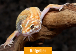 HORNBACH Ratgeber Terrarientiere halten