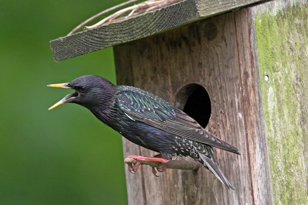 Jetzt neuen Wohnraum für Vögel schaffen Vorgaben beachten und Hecken- und Gehölzschnitt bald beenden