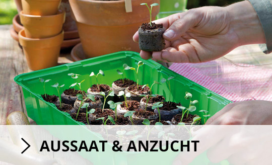Aussaat und Anzucht