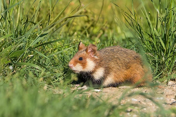 32nd Meeting of the International Hamster Workgroup 2025 Registration for the meeting