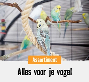 Alles voor je vogel | HORNBACH