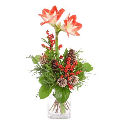 Amaryllis