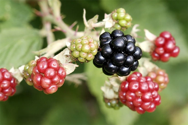 Naturnahe Gartengestaltung Tipps zur Gehölzpflanzung im Garten