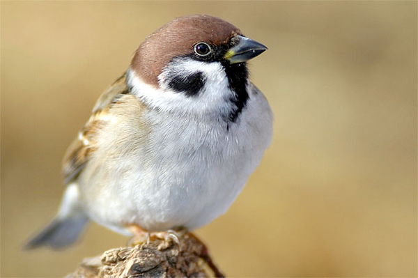 Kandidat für die Jahresvogel-Wahl: Der Feldsperling Ohne Gehölz, ohne mich!