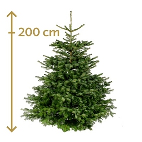 Weihnachtsbaum, 200 cm