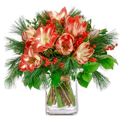 Amaryllis