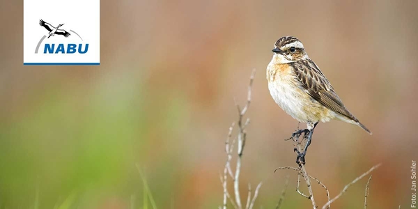 Braunkehlchen – Foto: Jan Sohler