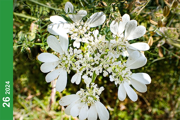 Sächsische Floristische Mitteilungen Heft 26 / 2024