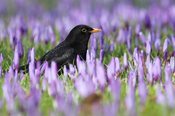 Abwärtstrend setzt sich fort Ergebnisse der „Stunde der Gartenvögel“ 2025