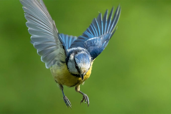 Am Muttertags-Wochenende Vögel zählen! Vom 8. bis 10. Mai findet die „Stunde der Gartenvögel“ statt