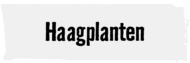 Haagplanten | HORNBACH