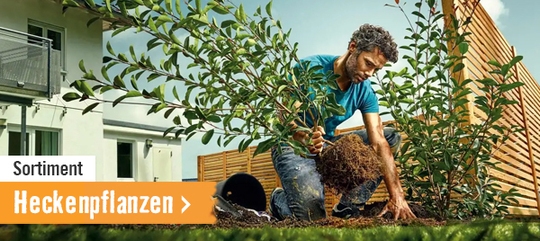 Heckenpflanzen im HORNBACH Onlineshop