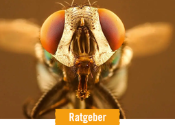 HORNBACH Ratgeber Fliegengitter und Insektenschutz