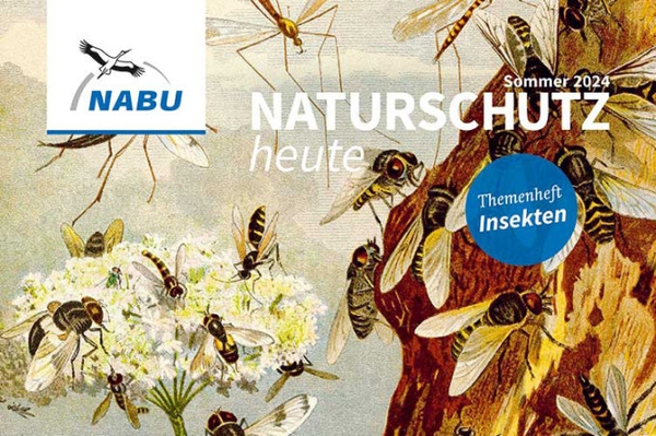 Insekten entdecken und schützen Die Sommerausgabe des NABU-Mitgliedermagazins