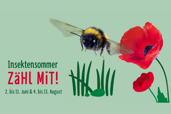 Mitzählen beim Insektensommer! Zweiter Zählzeitraum gestartet