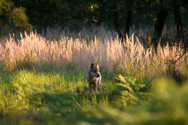 Berner Konvention: Schutzstatus des Wolf abgestuft
