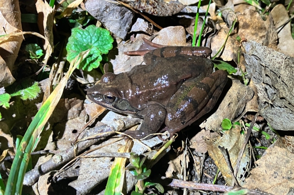 Springfrosch-Meldeaktion Helfen Sie mit, den Meisterspringer zu finden!