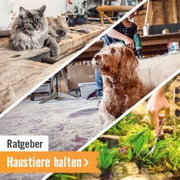 Ratgeber: Haustiere halten