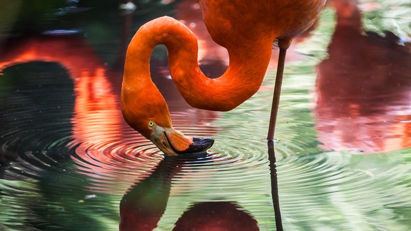  Flamingofähigkeit, die jeden Yogaschüler neidisch machen dürfte: auf einem Bein stehen © Gaetano Cessati/unsplash.com 