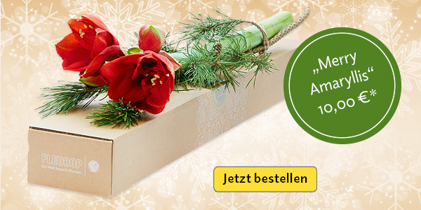 Merry Amaryllis