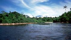 Alter Fisch düngt den Regenwald Alter Fisch düngt den Regenwald