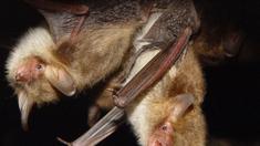 Lauter Sex kann tödlich enden