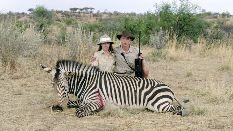 safari