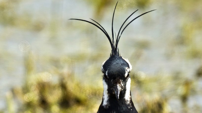  Ein Kiebitz im Naturschutzgebiet Elmley Marshes in England © Dan Kitwood/Getty Images 