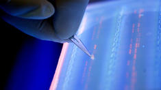 Forscher finden das „Wirtschafts-Gen“