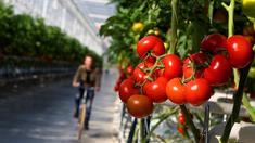 Warum schmecken Supermarkt-Tomaten so langweilig?