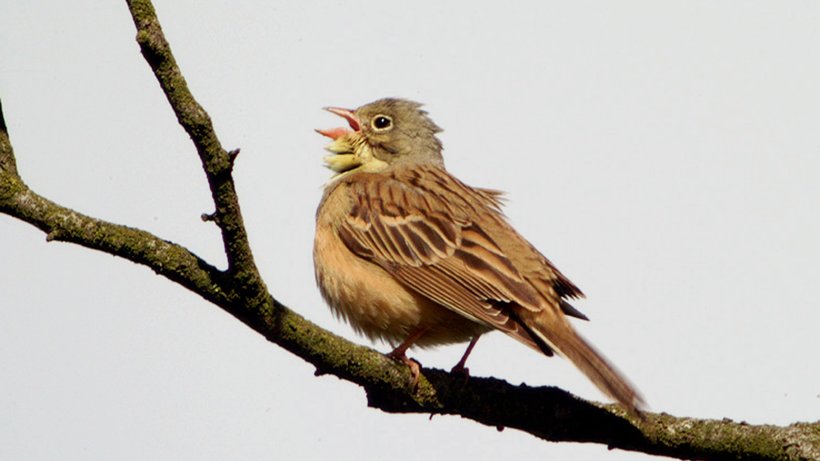 Ein Ortolan, auch Gartenammer genannt, sitzt singend in einer Astgabel (undatiertes Foto). © dpa