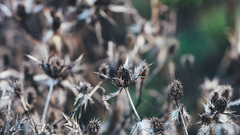  Vertrocknete Disteln. Wer seine Luft im Winter befeuchten will, sollte lebendigere Pflanzen ins Zimmer stellen. © Annie Spratt/unsplash.com 