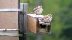 Betrogene Sperlings-Männchen singen lauter