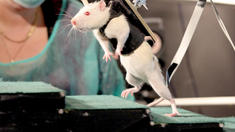 Ratten-Experiment gibt Querschnittsgelähmten Hoffnung