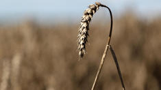 Weizen und Mais wieder billiger