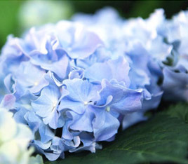 Garten-Hortensie - Bauernhortensie