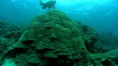 Kohleboom bedroht australisches Naturwunder