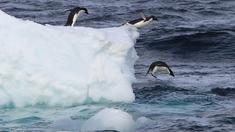 Kein Schutz für die Antarktis