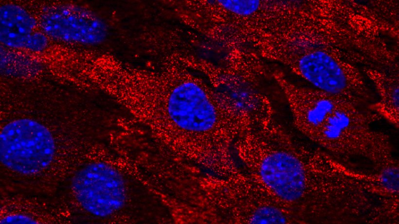 Diese mikroskopische Aufnahme zeigt MxA-Proteine (rot), produziert in Zellen (blau) genveränderter Mäuse: Die Eiweiße hindern Vogelgrippeviren daran, sich in den geenterten Körperzellen wirksam zu vermehren. © JEM/Deeg et al., 2017