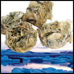 ICELAND Dorsch-Taler ICELAND Dorsch-Taler