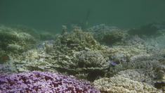 Hawaiis Korallen bleichen aus Hawaiis Korallen bleichen aus