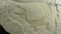 Dinos mit Daunen