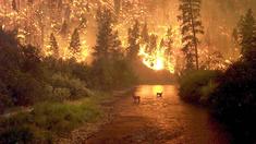 Warum Waldbrände auch nützlich sind