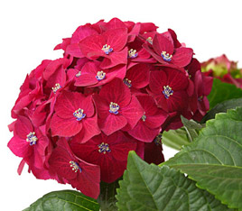 Dehner Premium Hortensie 'Red Beauty'