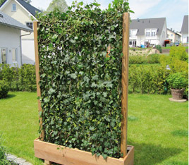 Hecke am laufenden Meter Balkonhecke - Efeu, 130 cm