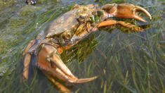 Was ist ein Krabben-Computer?