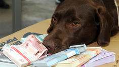 Argentinien lässt die Hunde von der Leine