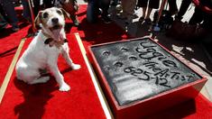 „Artist“-Terrier verewigt sich in Hollywood