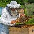 Imker überprüfen Honigwaben